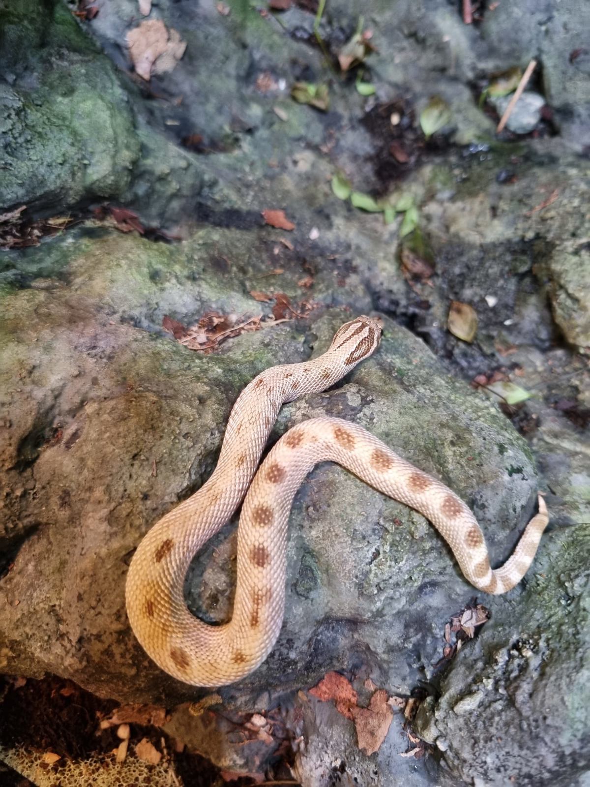 Western Hognose