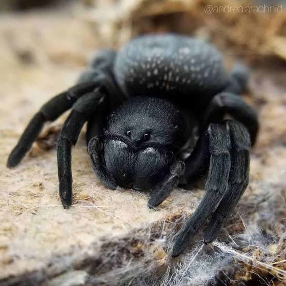 Velvet Spider