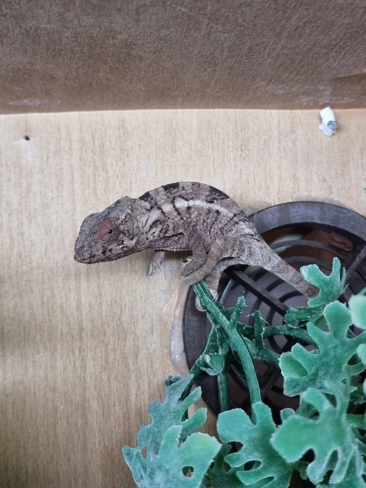 Panther chameleon