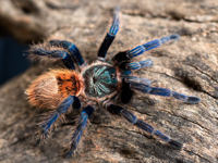Greenbottle Blue Tarantula 