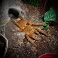 Hauhini Birdeater Tarantula 