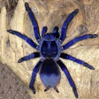 Brazilian Blue Tarantula 