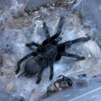 Dark Earth Tiger Tarantula