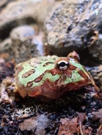 Horned Frog