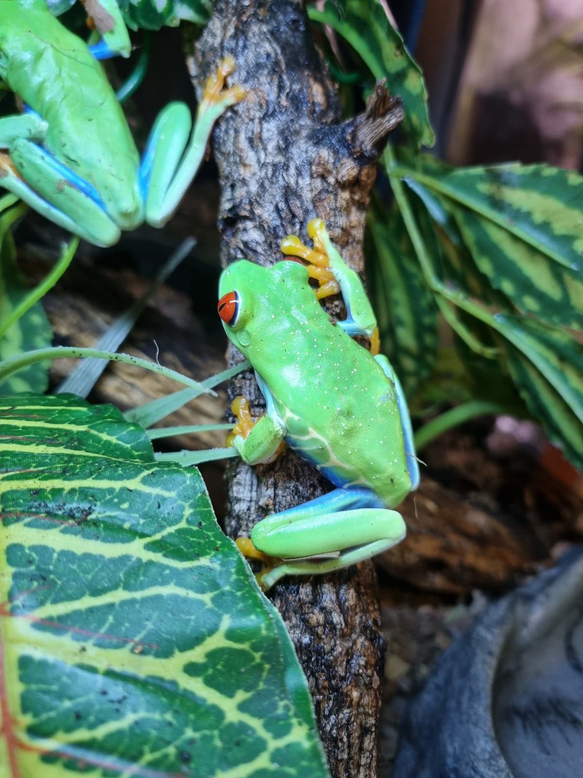 Red-eyed Tree Frog