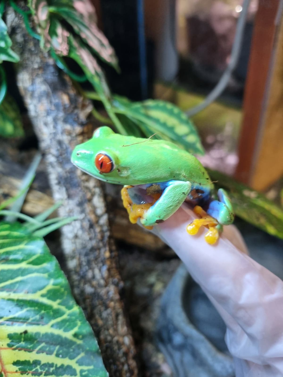 Red-eyed Tree Frog