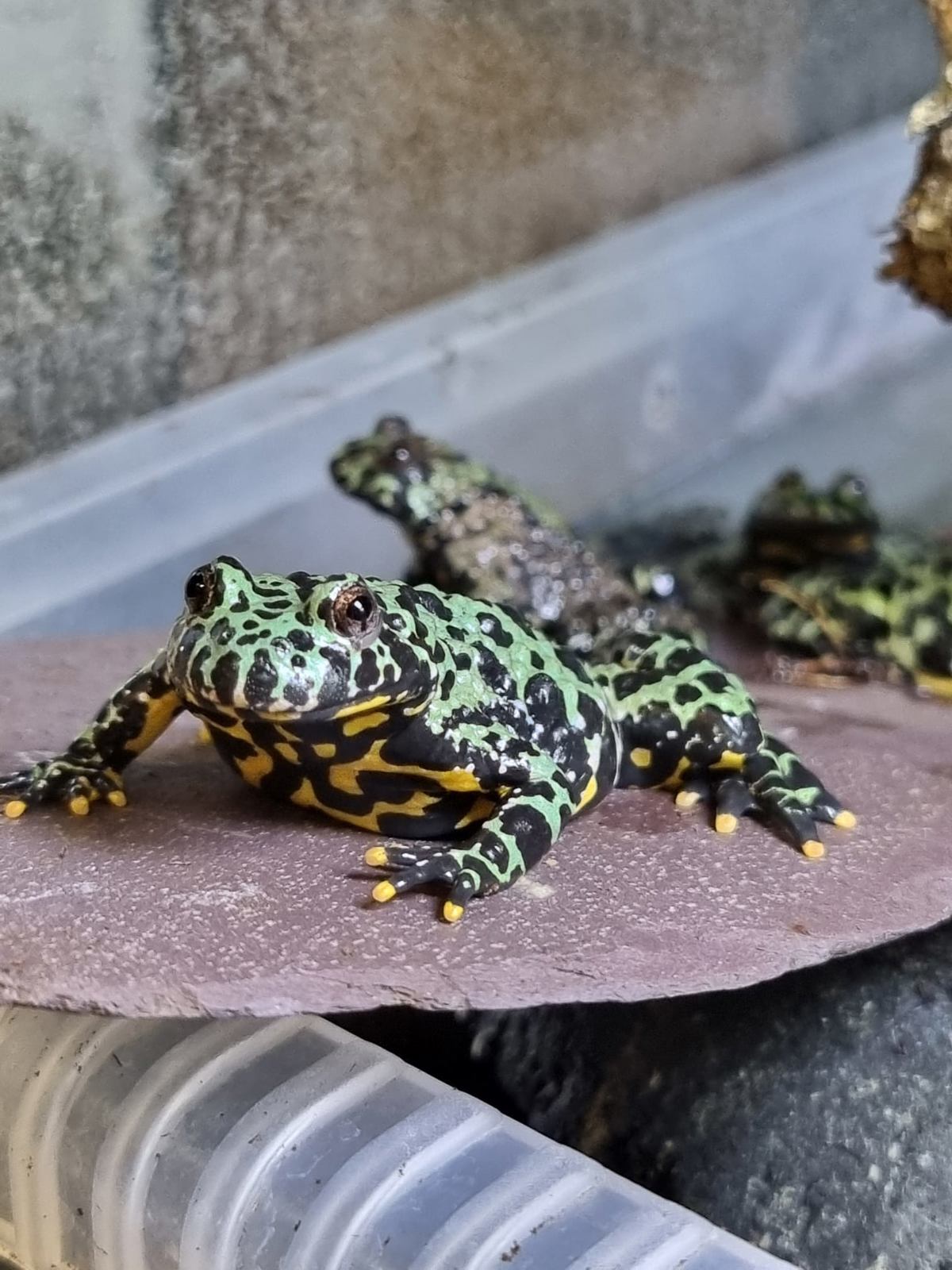 Fire-bellied Toad