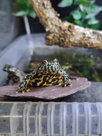 Fire-bellied Toad
