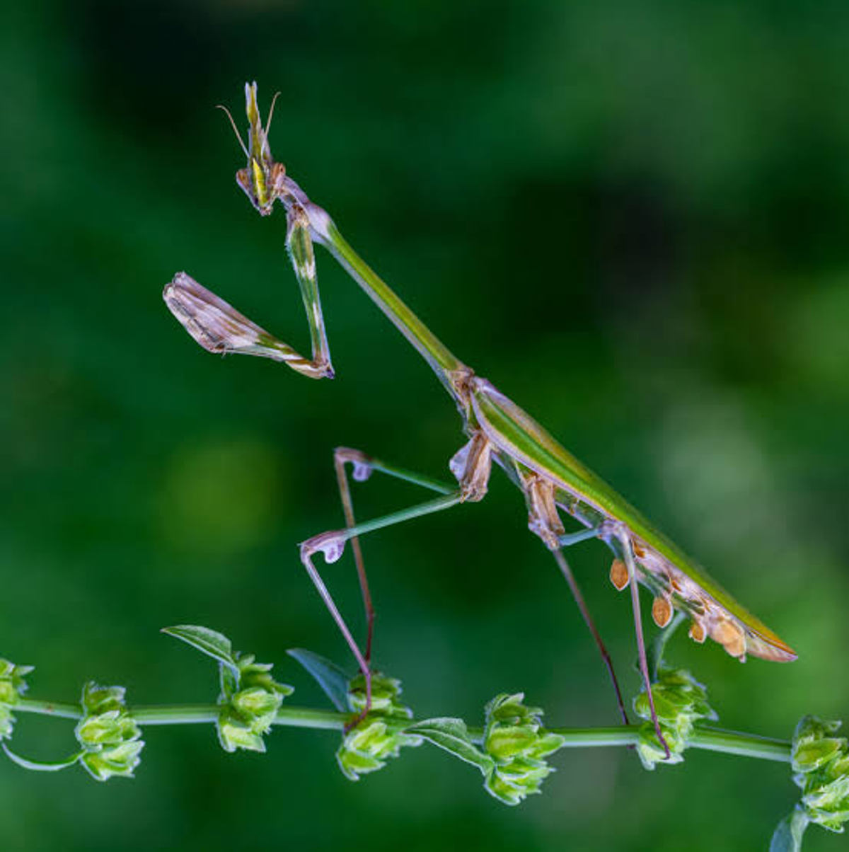 Conehead Mantis