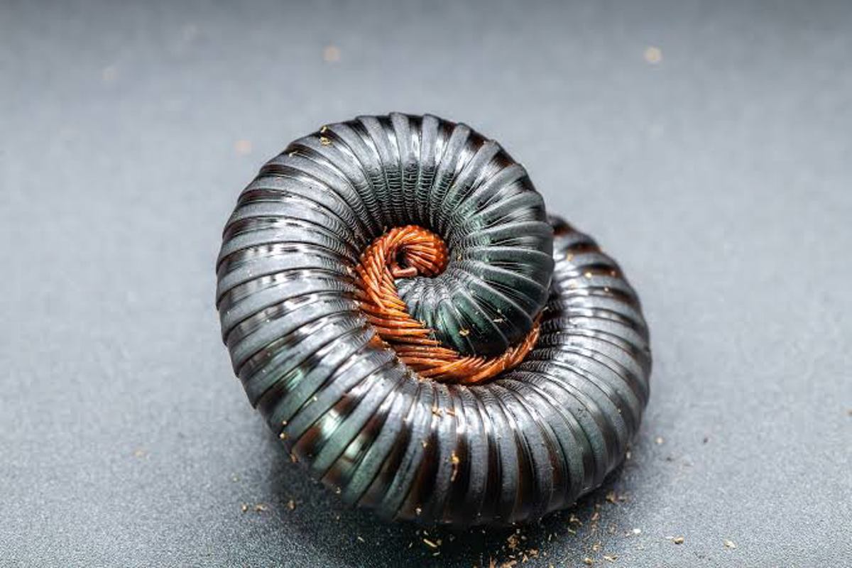 Matt Black Millipede