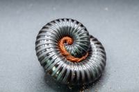 Matt Black Millipede