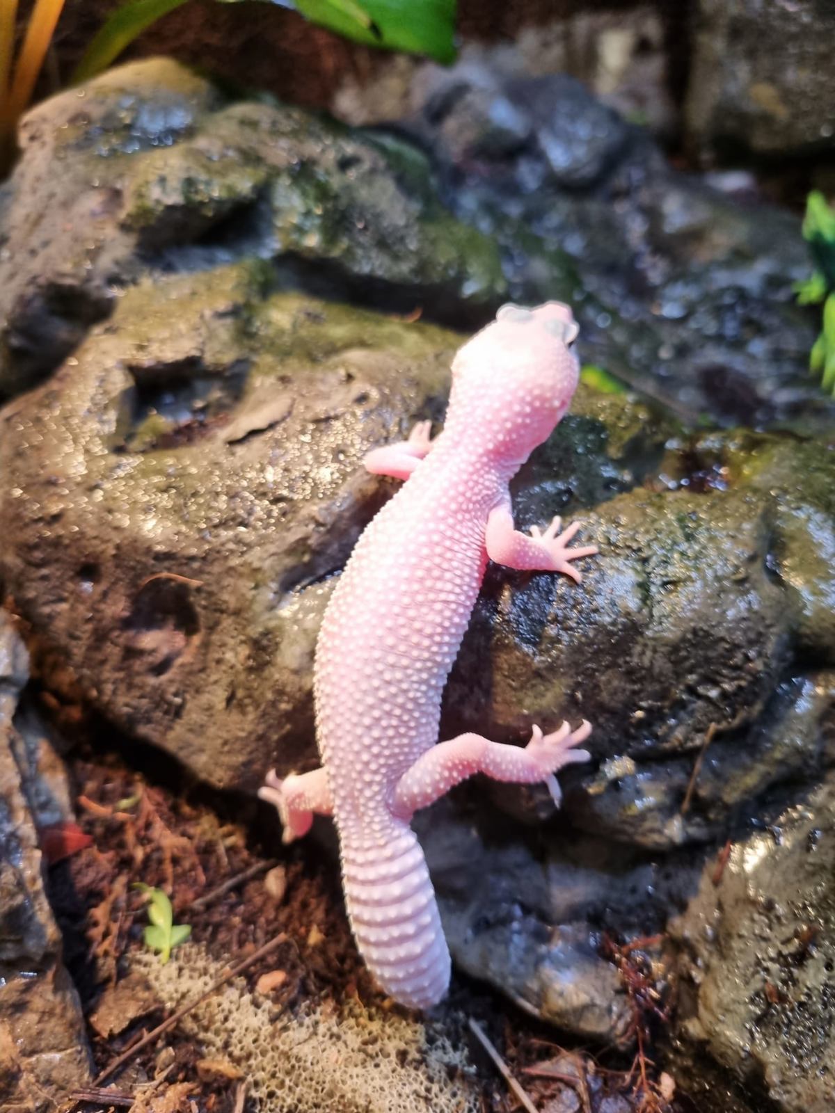 Leopard Gecko