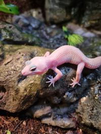 Leopard Gecko