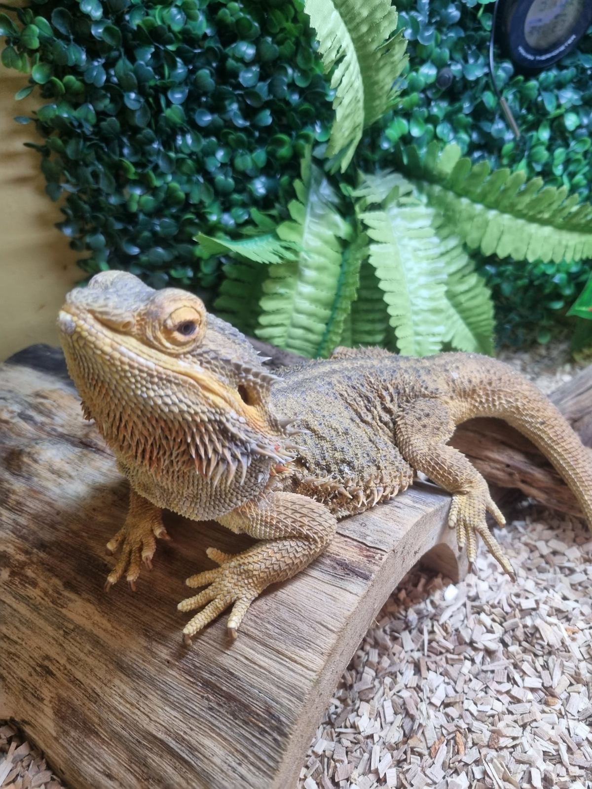 Bearded Dragon