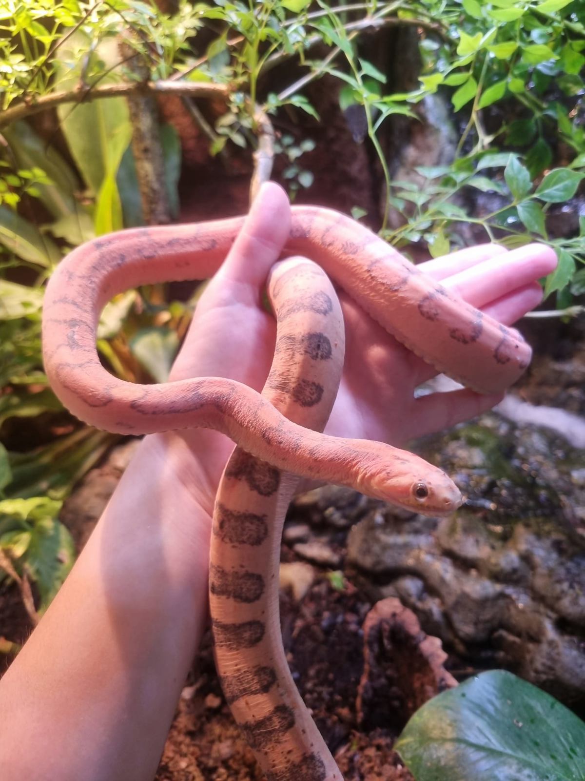 Corn Snake