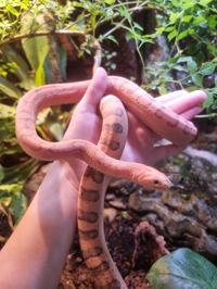 Corn Snake