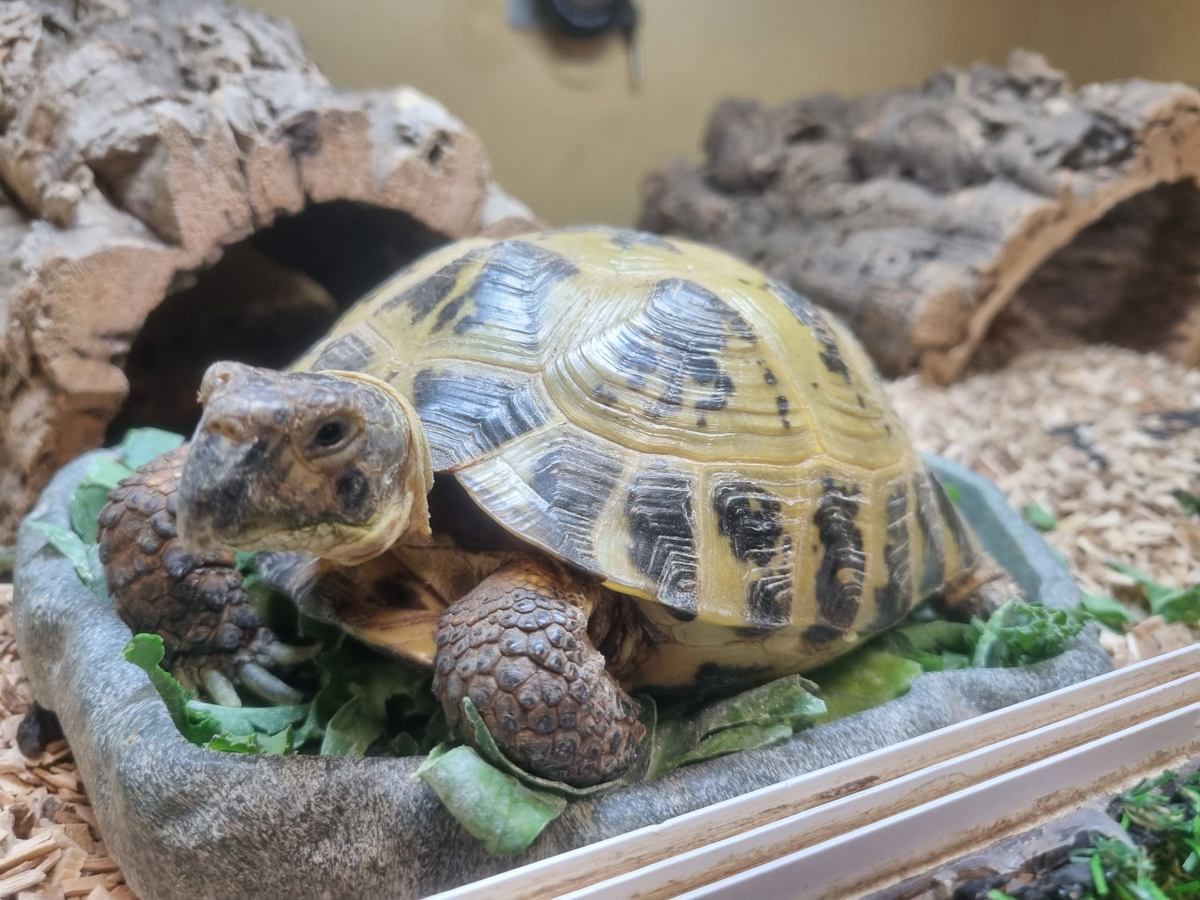 Horsefield Tortoise
