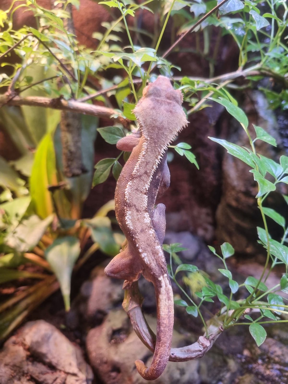Crested Gecko