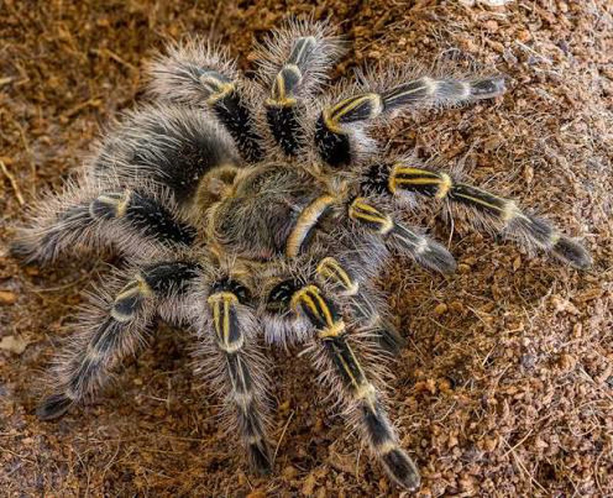 Chaco Gold Knee Tarantula