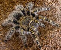 Chaco Gold Knee Tarantula
