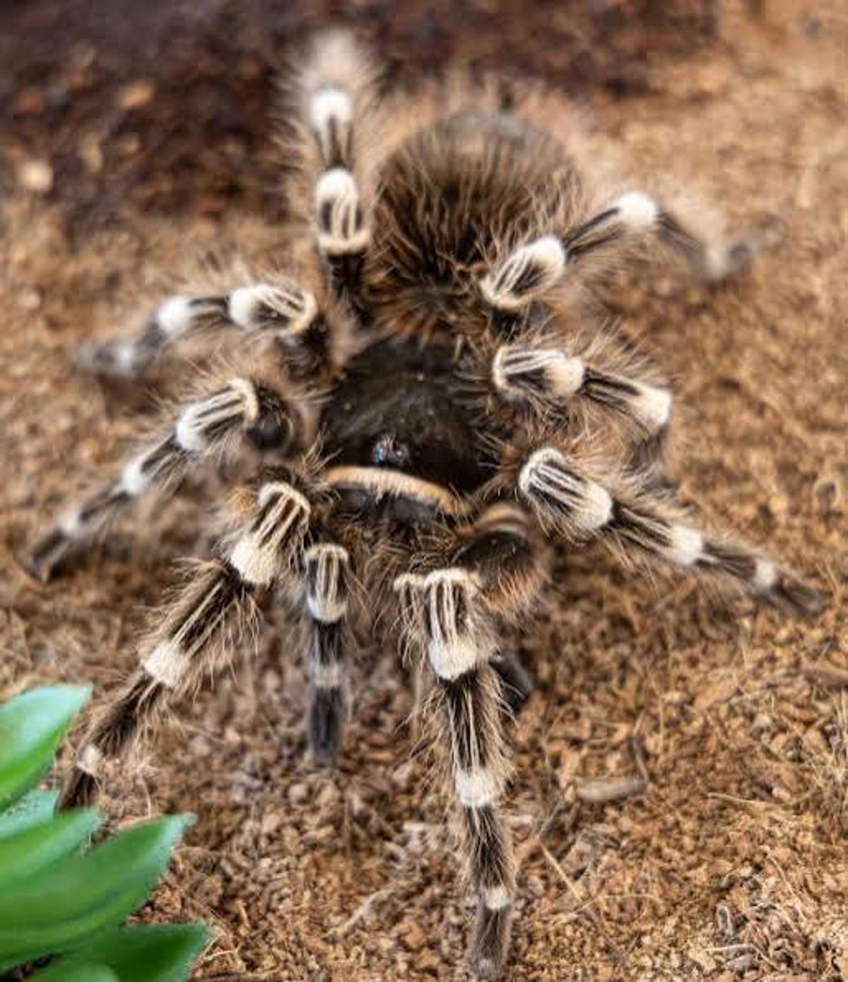 White Knee Tarantula