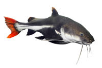 Red-tail Catfish