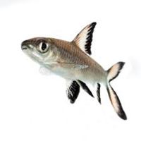 Silver Shark