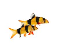 Clown Loach