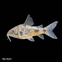 Peppered Corydoras