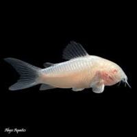 Albino Bronze