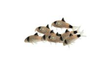 Panda Cory