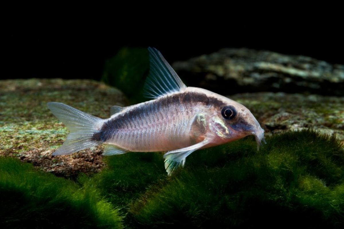 Skunk Cory