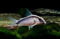 Skunk Cory