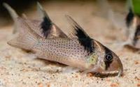 Bluespotted Corydorus