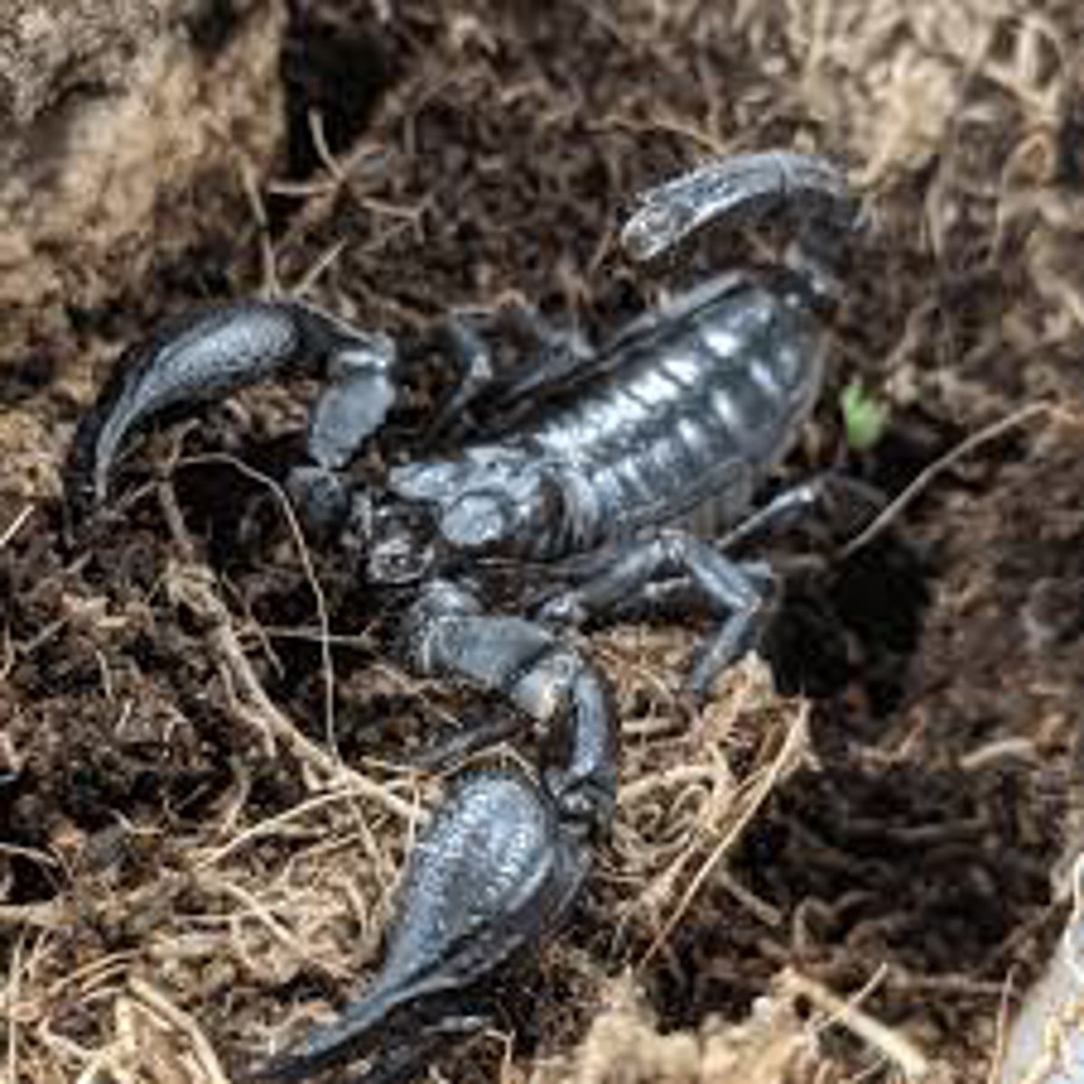 Asian Forest Scorpion