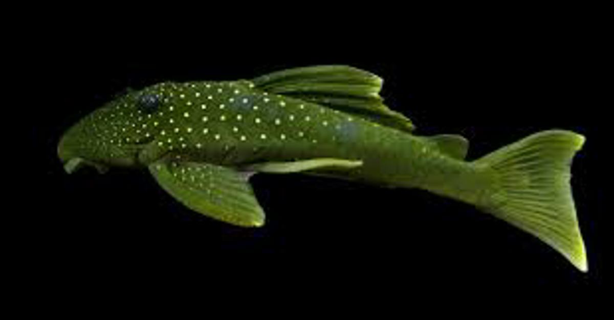 Green Phantoms (L-220)