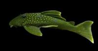 Green Phantoms (L-220)