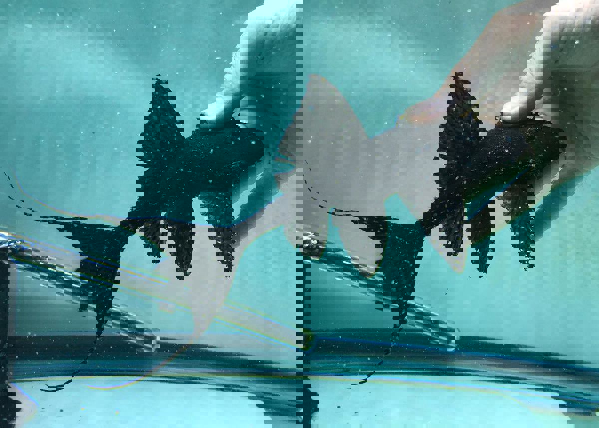 Adonis Pleco (L155)