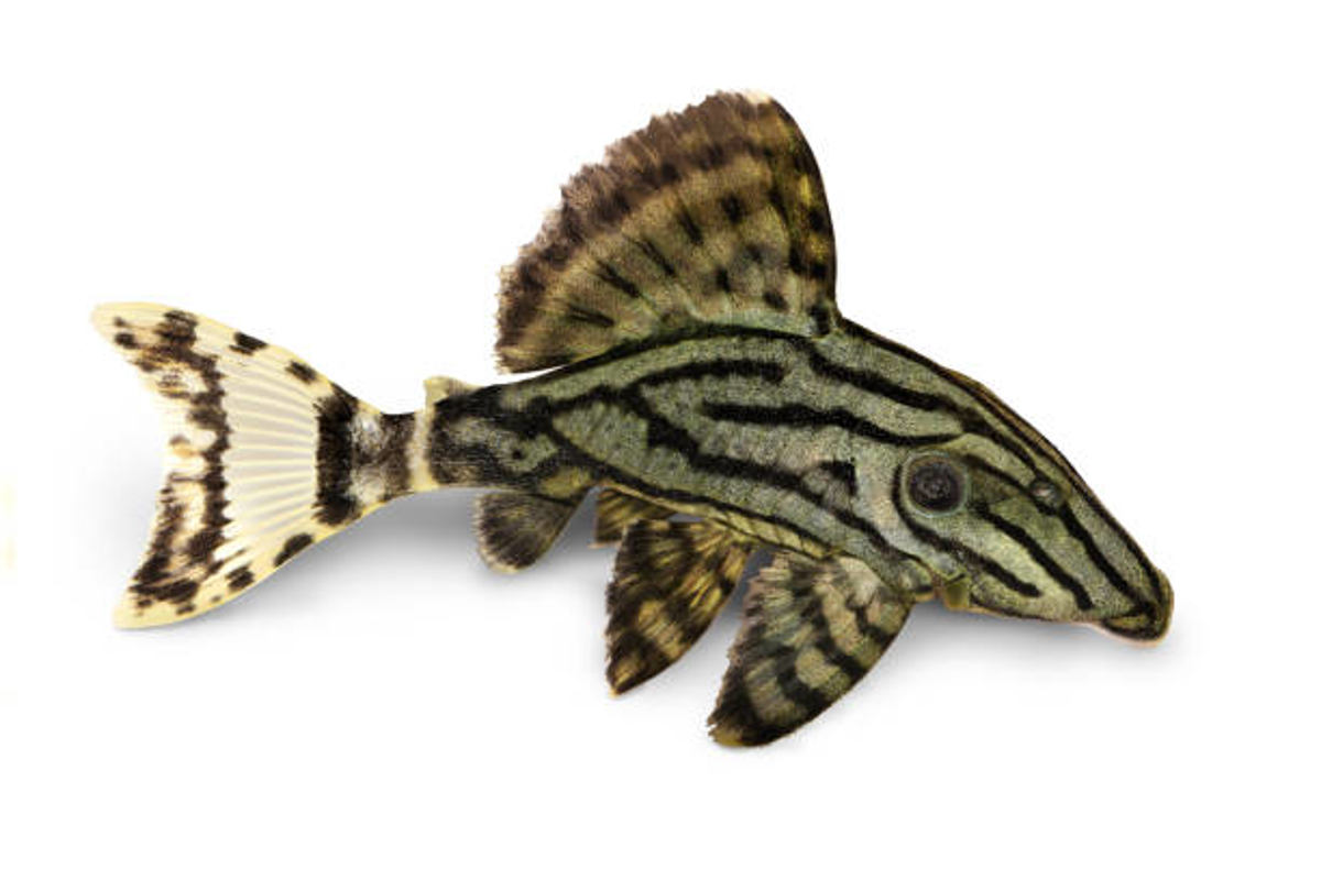 Royal Pleco (L-191)