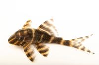 Flash Pleco (L-204)