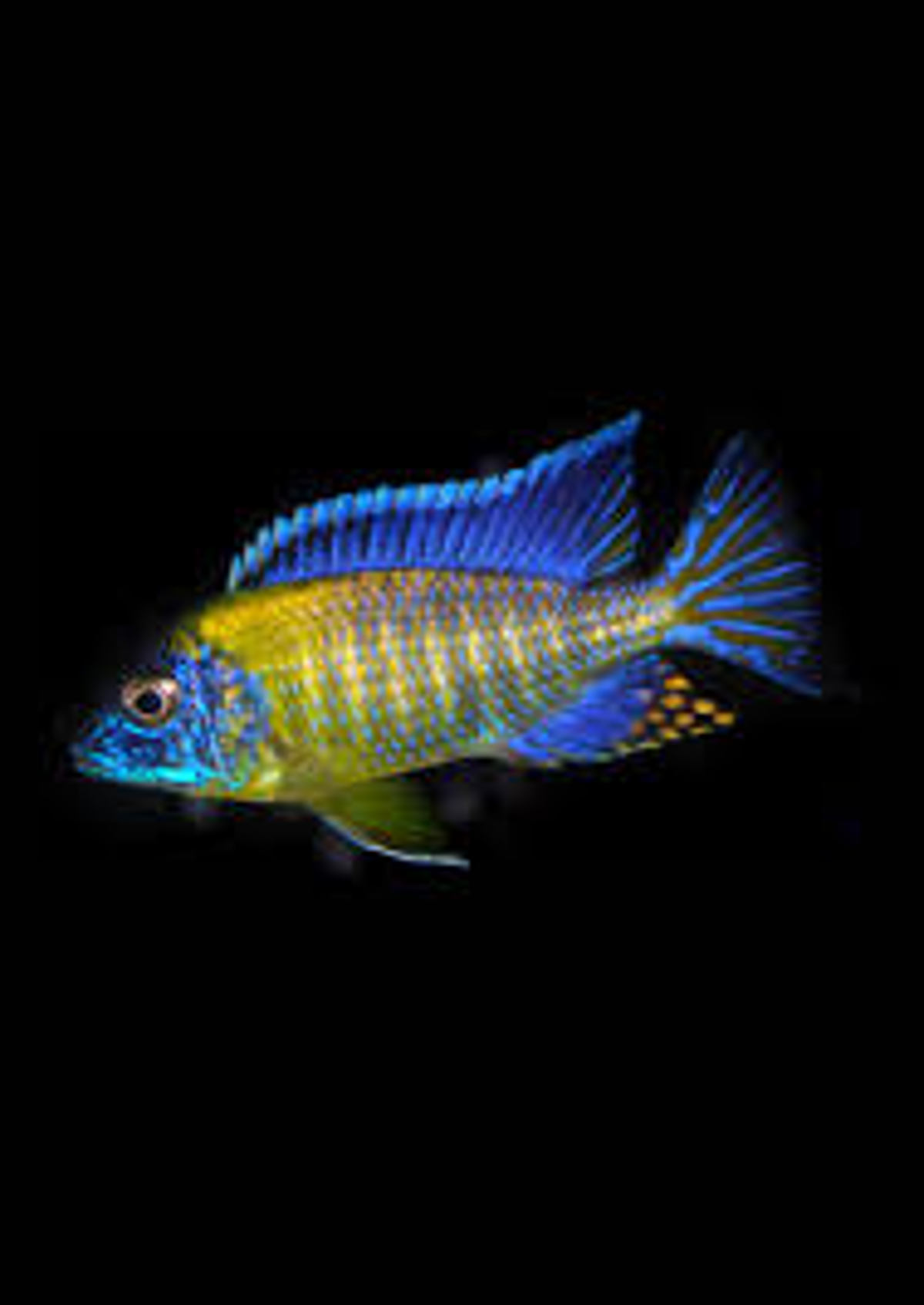 Neon Blue Peacock