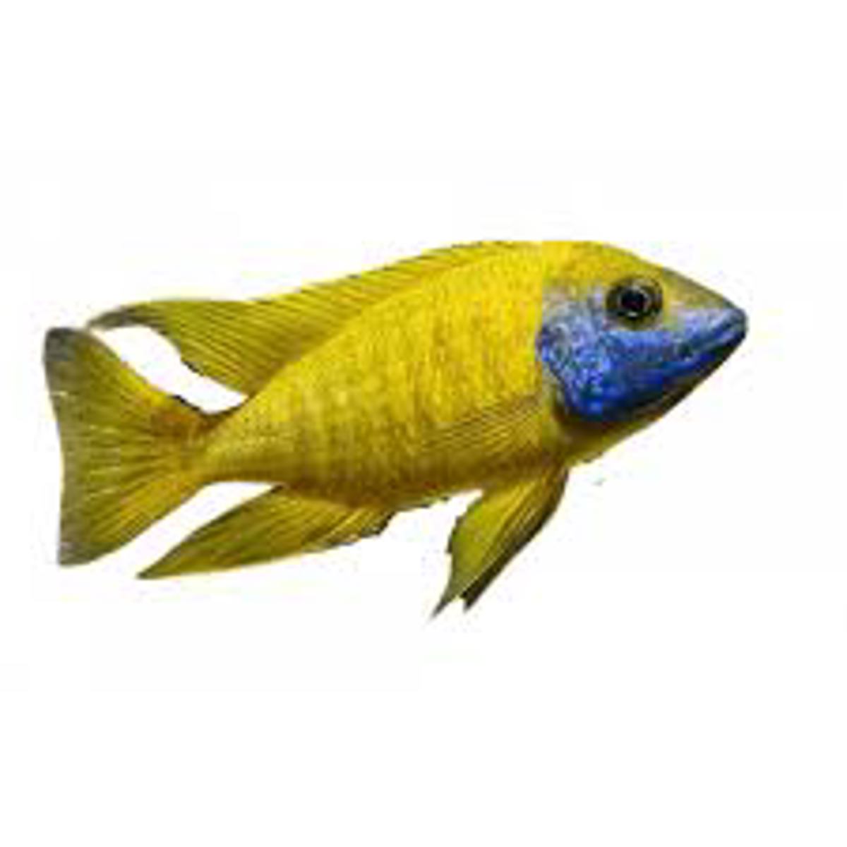 Benga Peacock