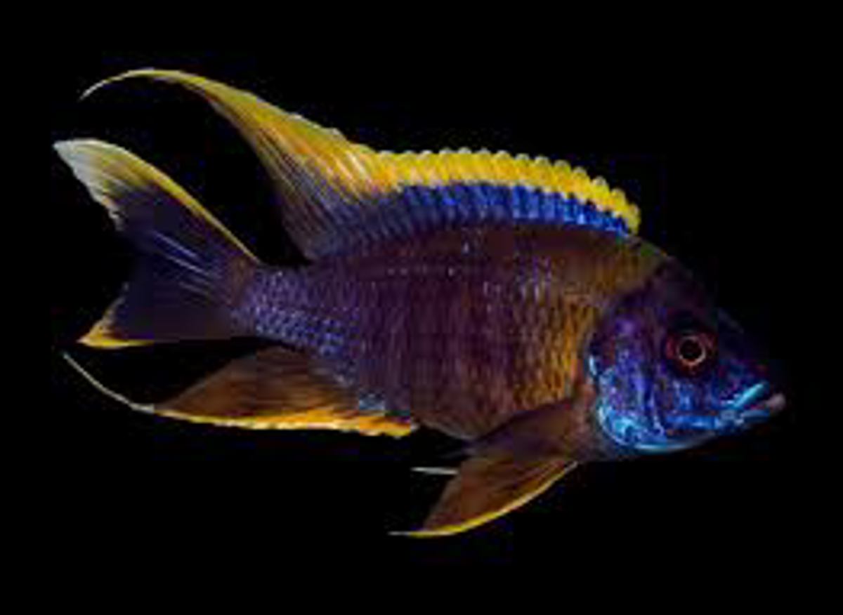 Lwanda Red-fin