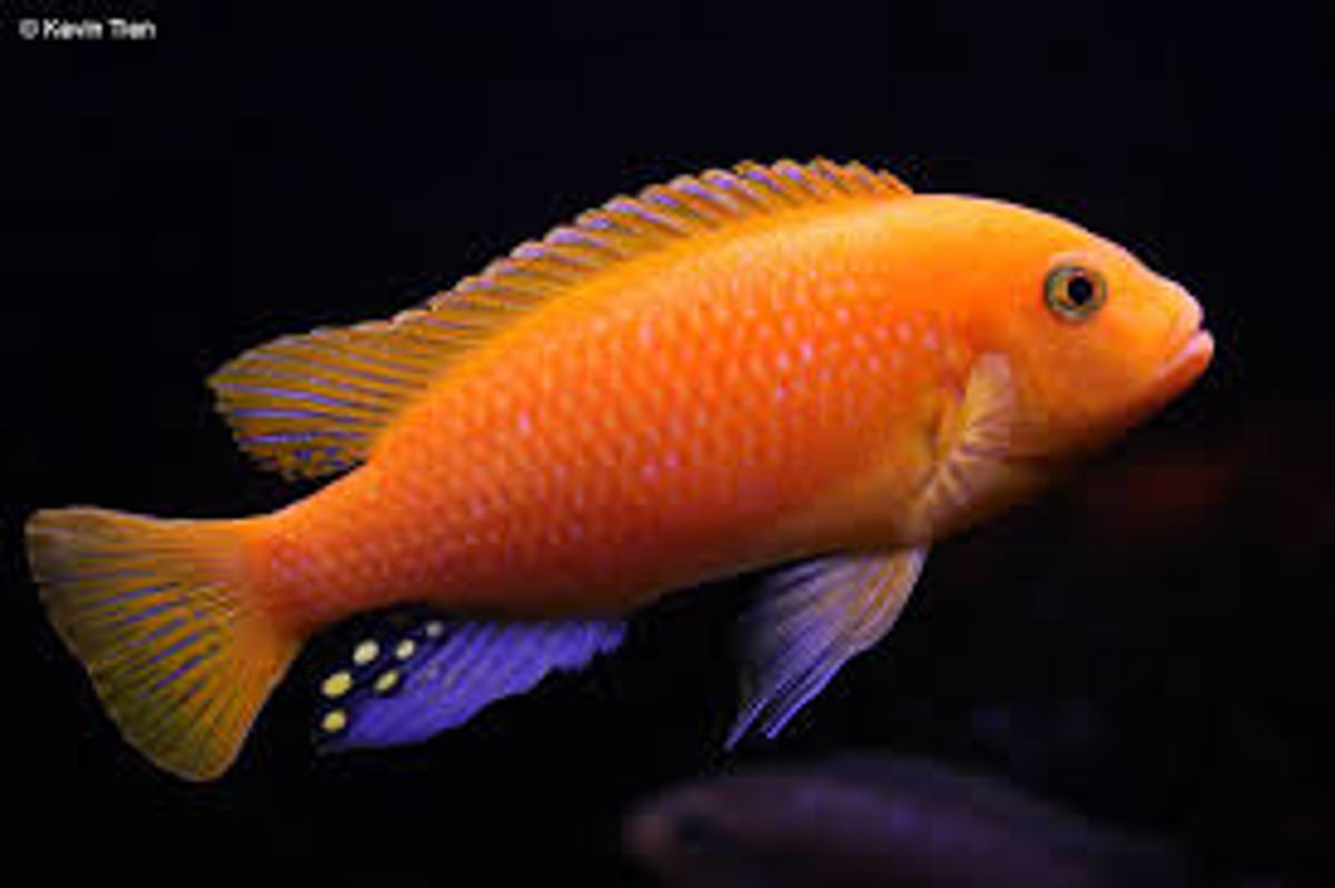 Orange Blotch
