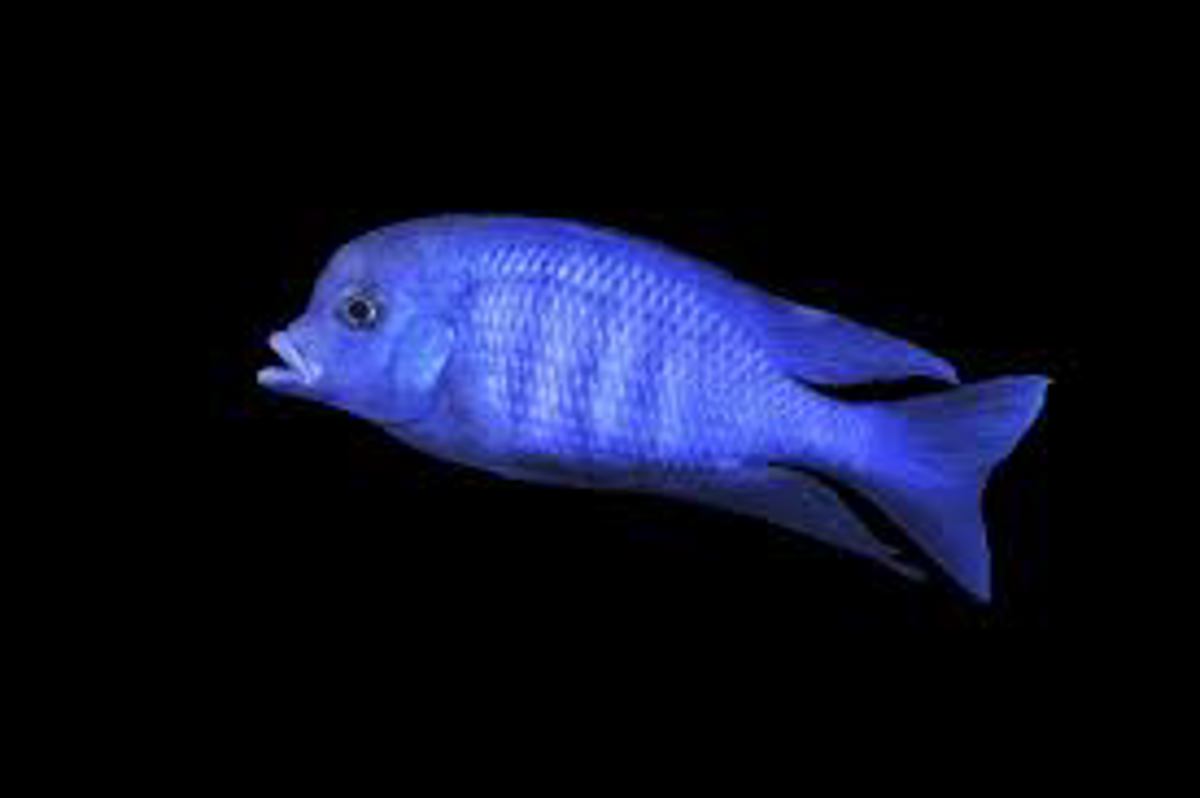 Blue Dolphin