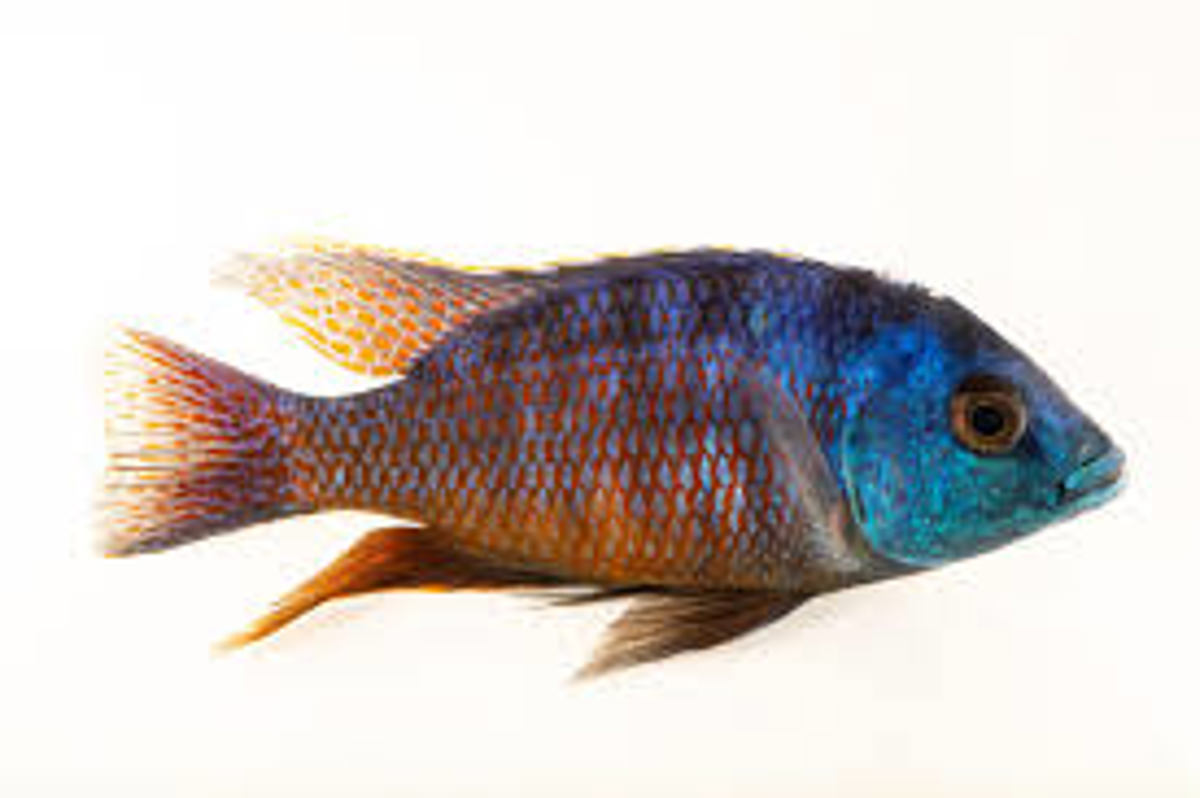Spilopterus Blue