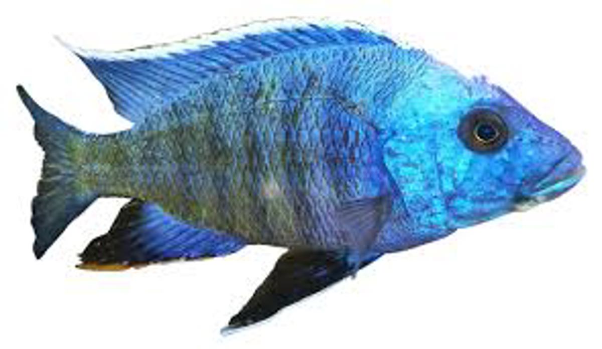 Kadango Red-fin