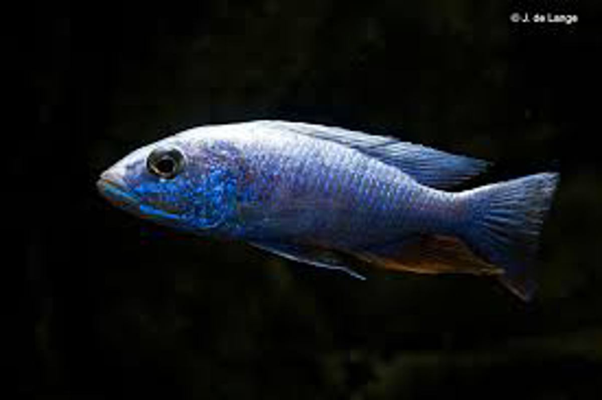 Electric-blue Hap