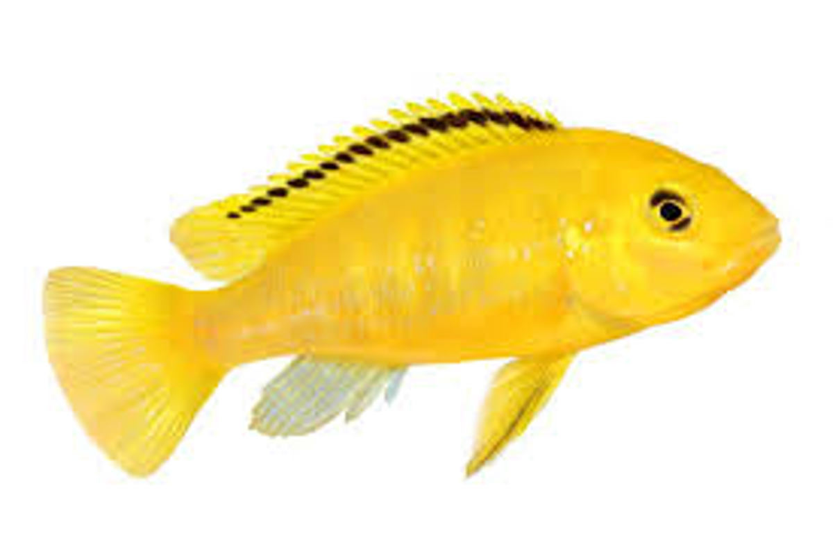 Yellow Lab