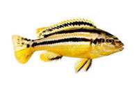 Golden Mbuna